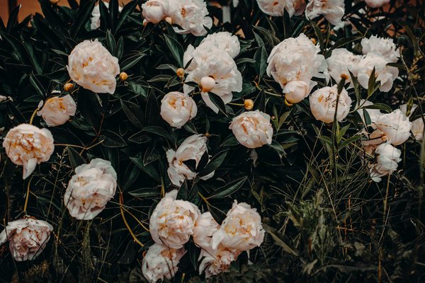 Découvrez l'oreiller ergonomique cervical solaurent pour un meilleur sommeil