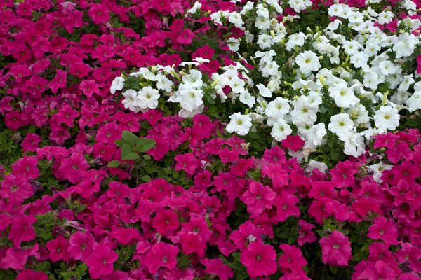 Redécouverte des Légumes Ancestraux : Transformez Votre Potager avec des Saveurs Oubliées